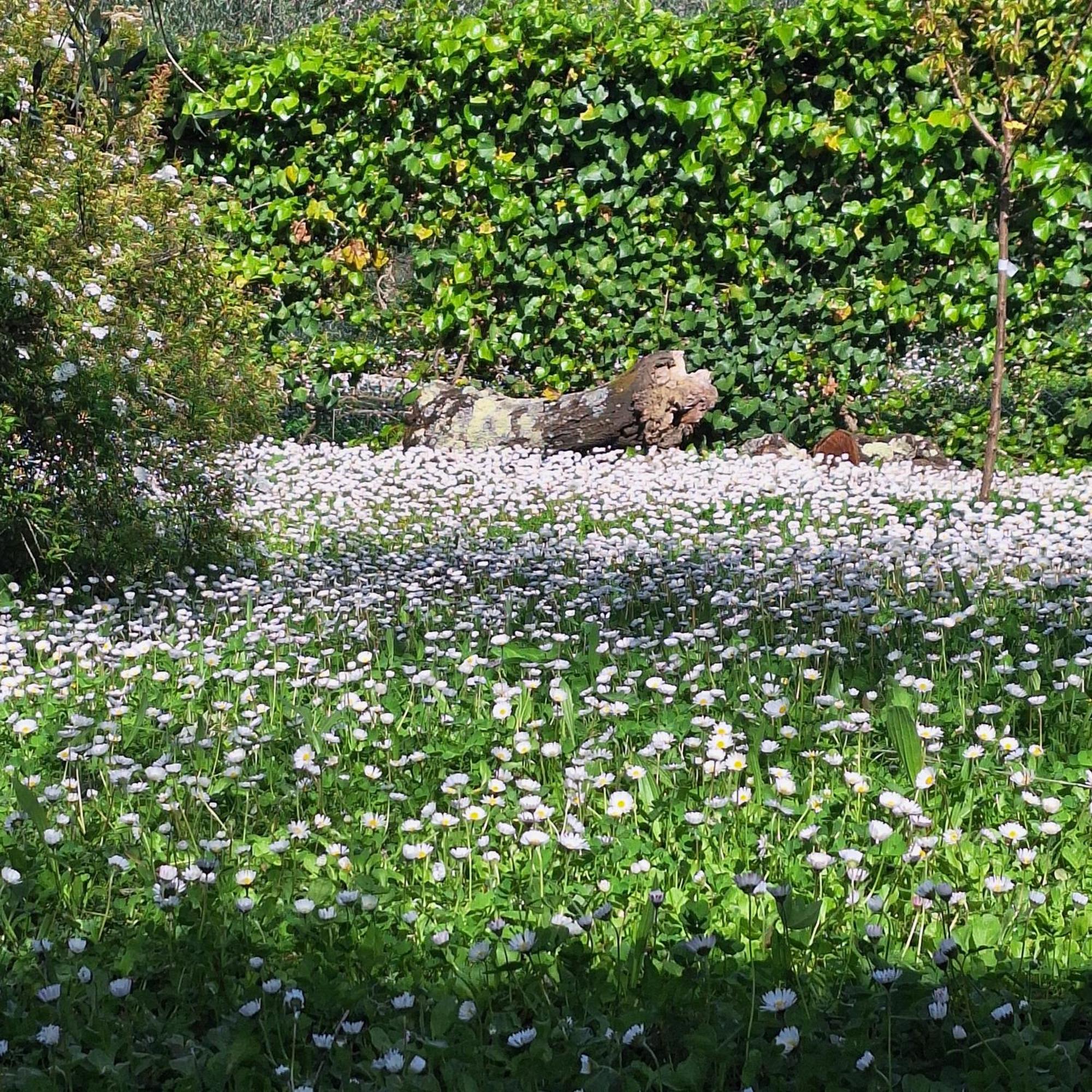 Dimora Nel Chianti Pension San Sano Buitenkant foto